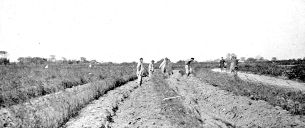 A farmer walking through green crop fields